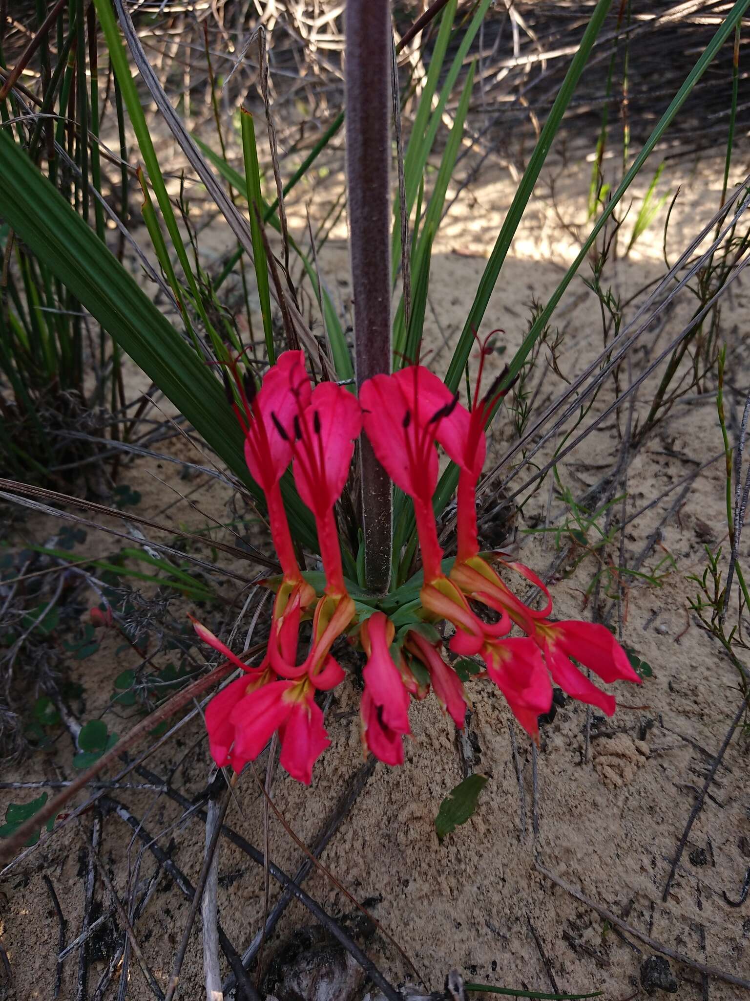 Image de Babiana ringens subsp. ringens