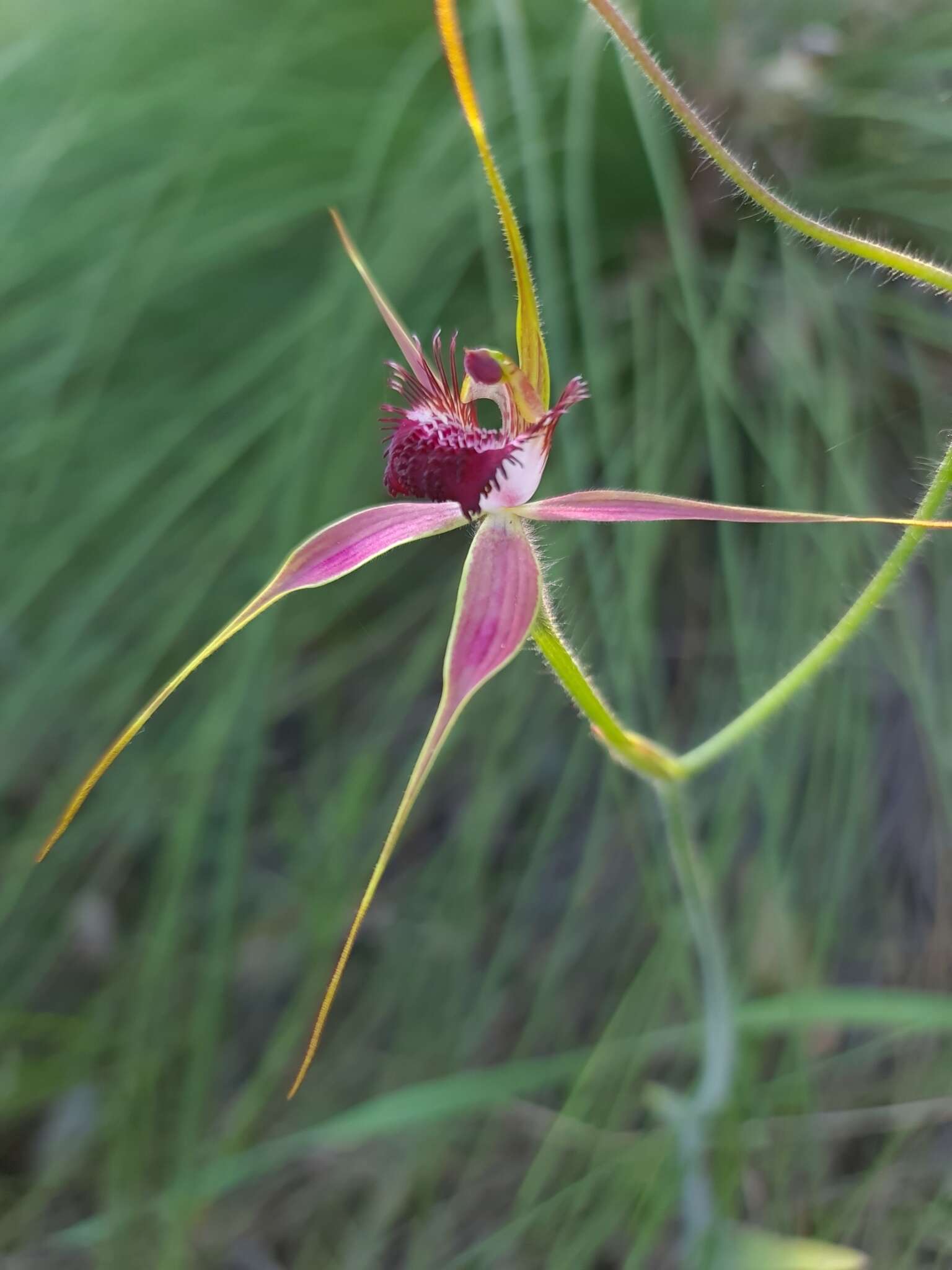 Image of Carousel spider orchid