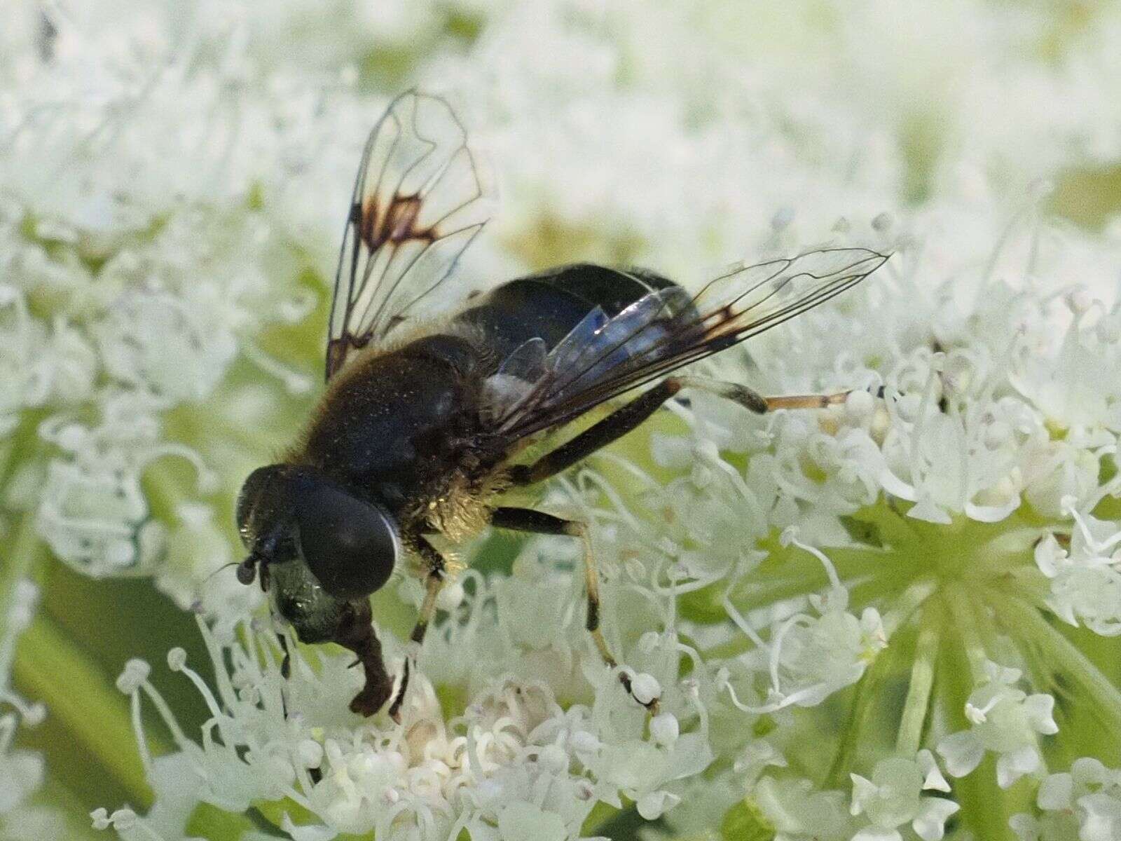 Слика од Eristalis rupium Fabricius 1805