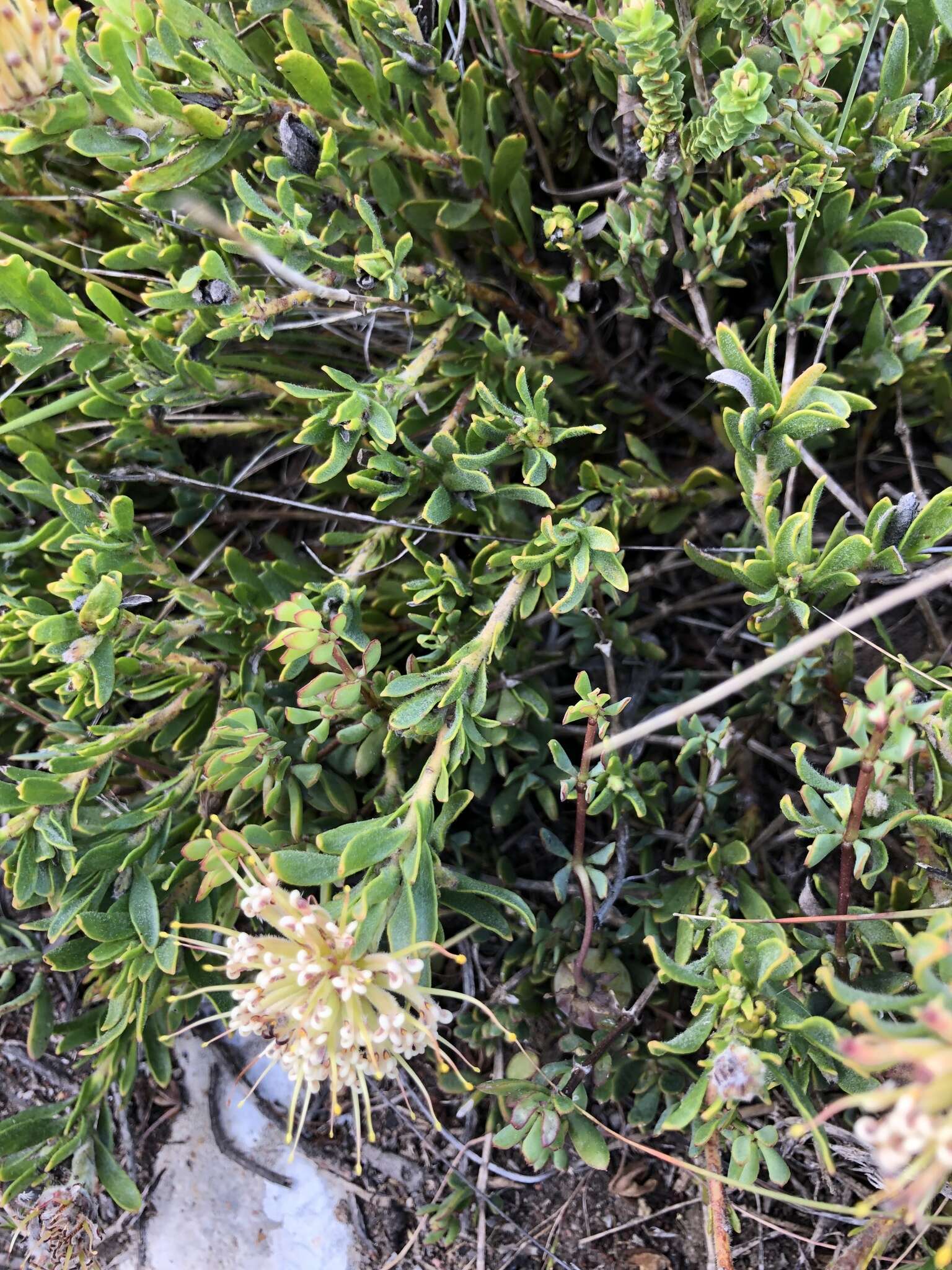 Plancia ëd Leucospermum heterophyllum (Thunb.) Rourke