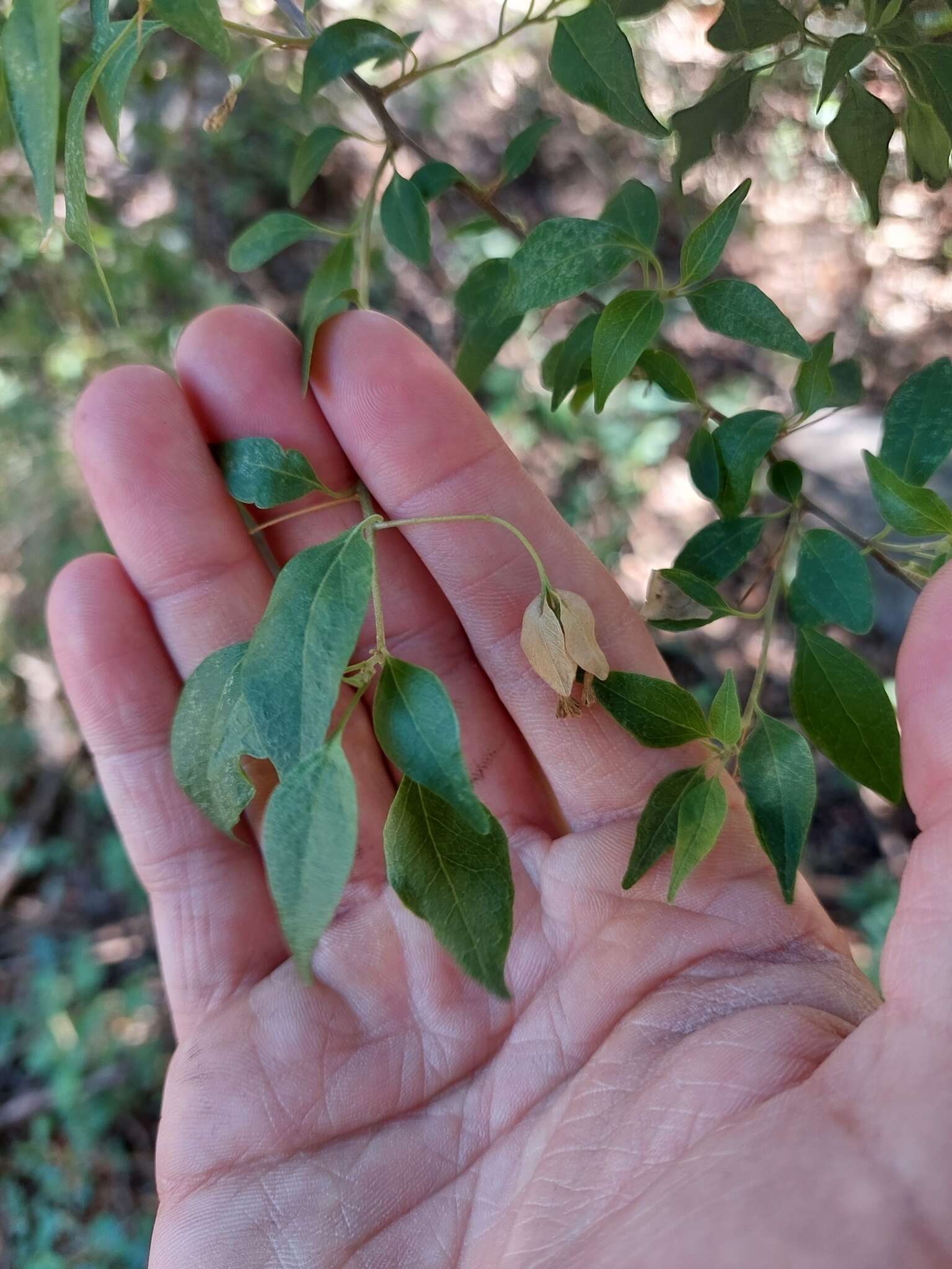 Слика од Bougainvillea stipitata Griseb.