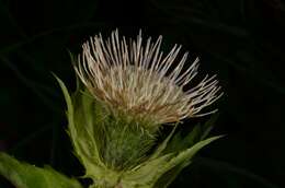 Image of Cabbage Thistle