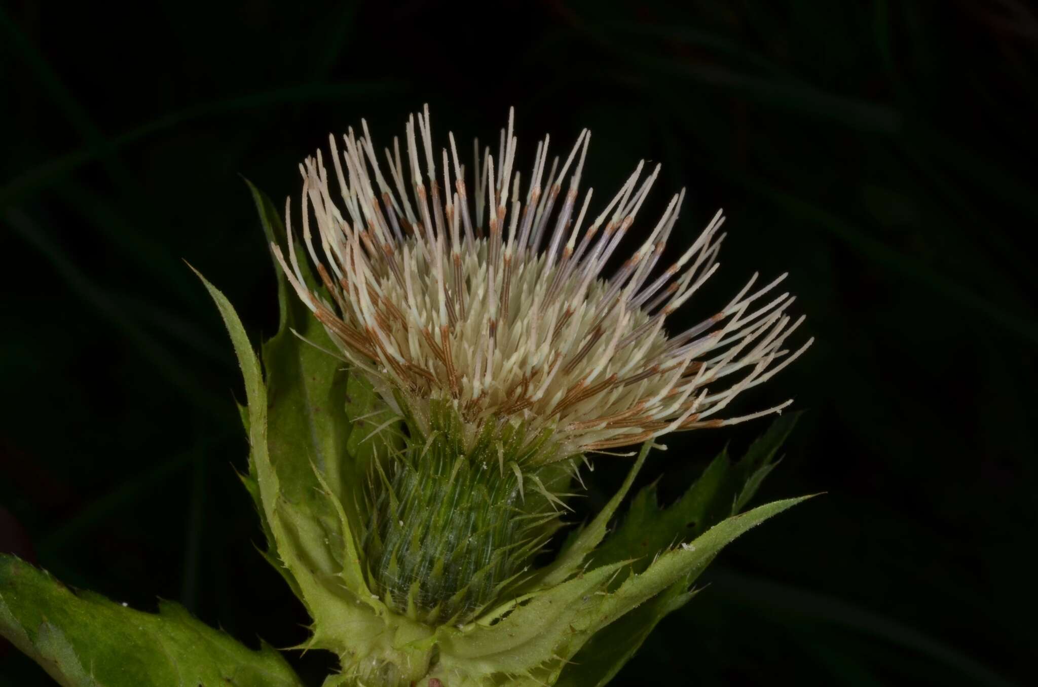 Image of Cabbage Thistle