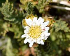 Leucheria salina (Remy) P. Dusen resmi