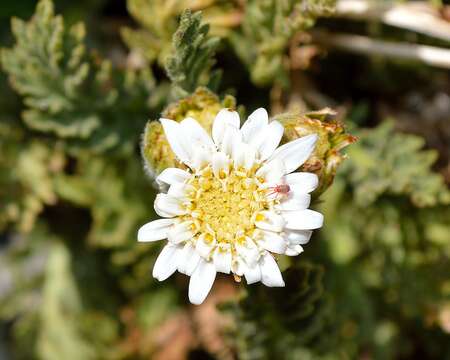 Image of Leucheria salina (Remy) P. Dusen