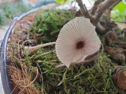 Image of Leucocoprinus ianthinus (Sacc.) P. Mohr 1994