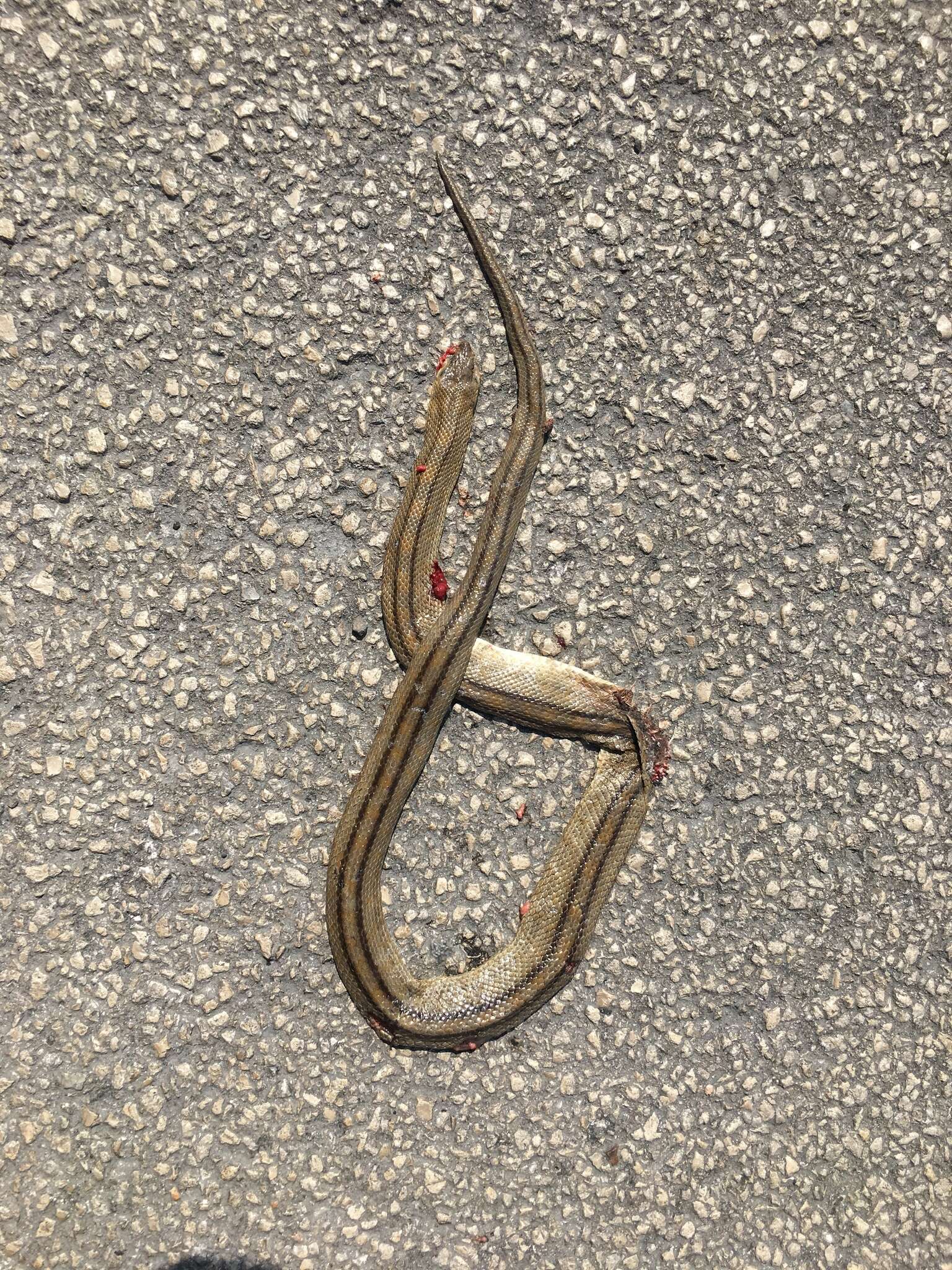 Image of Ladder Snakes