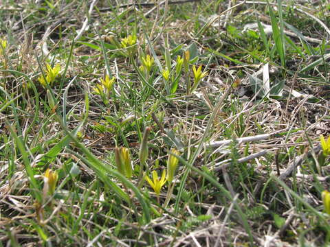 Image of Gagea pusilla (F. W. Schmidt) Sweet