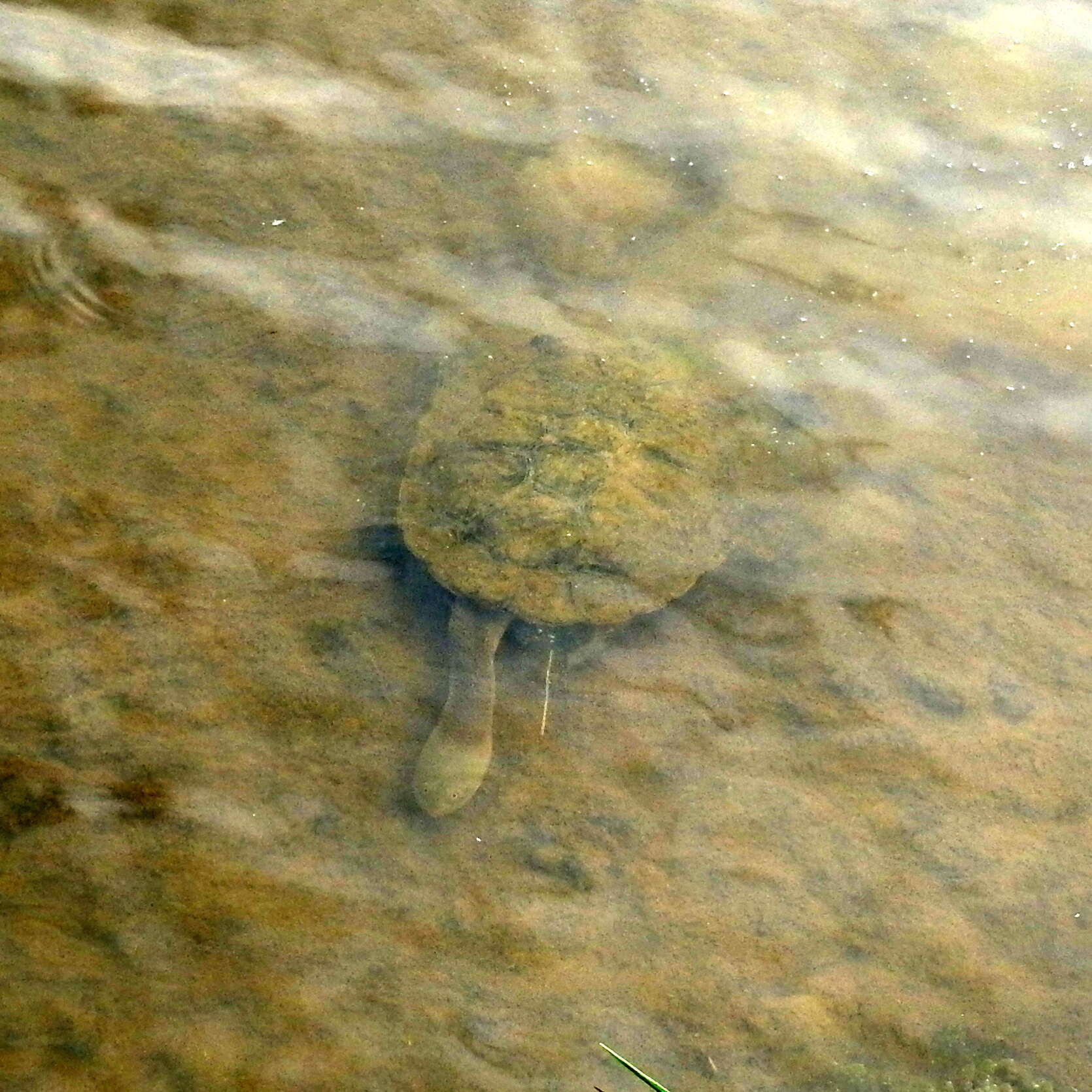 Image of Common Snake-necked Turtle