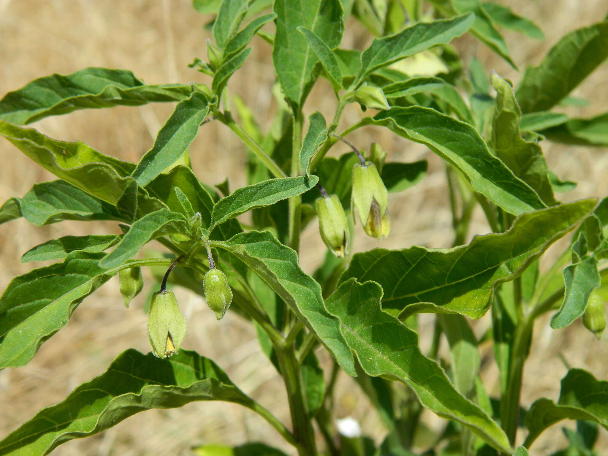 Image of <i>Physalis <i>longifolia</i></i> var. longifolia