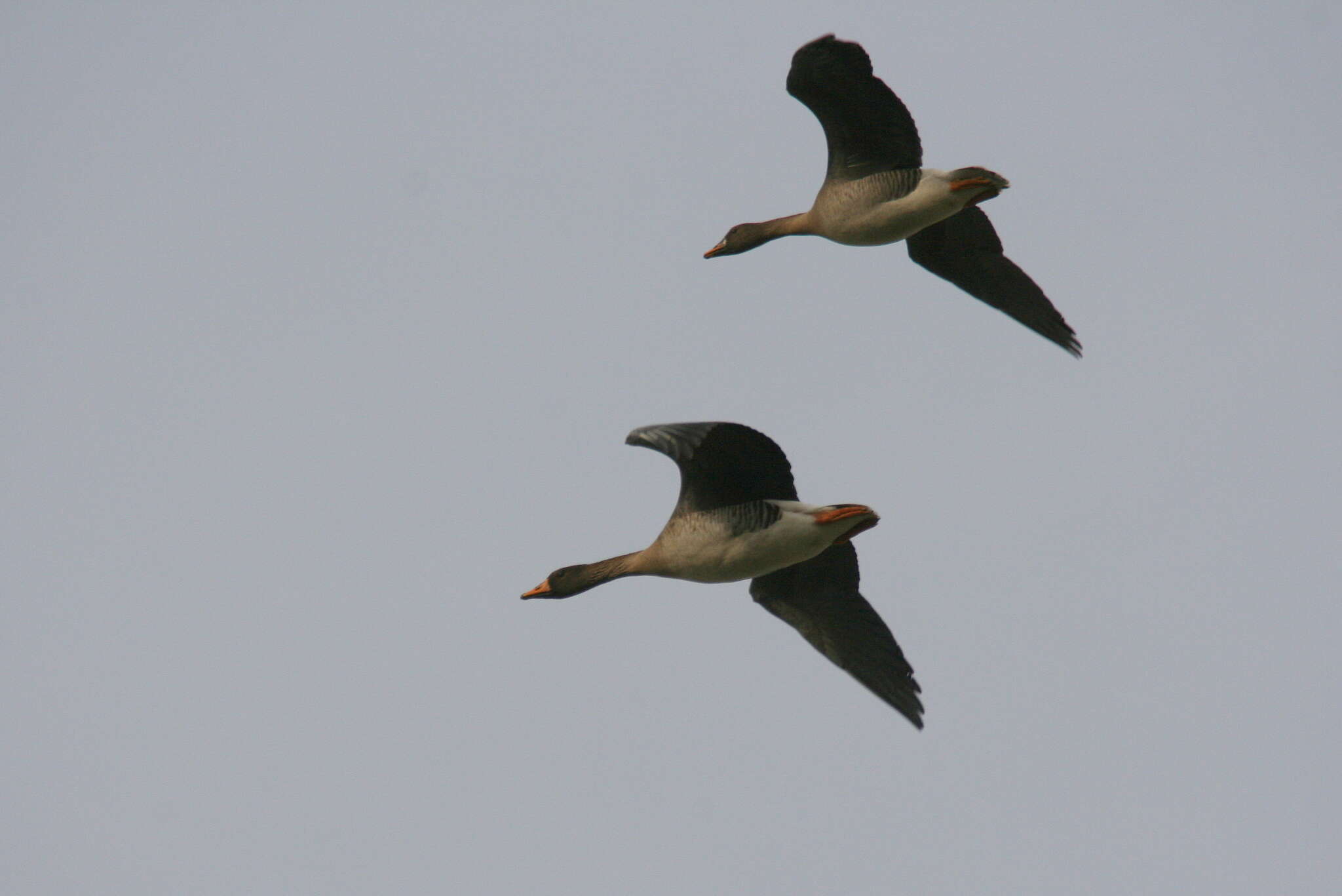 Image of Taiga Bean Goose