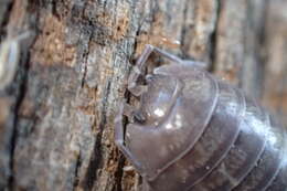 Image of Isopod
