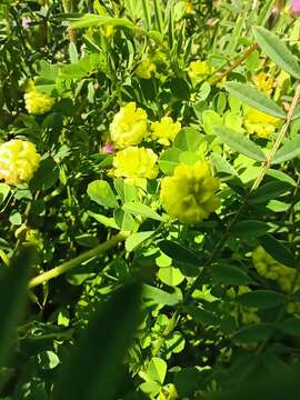 Image of Trifolium campestre var. campestre