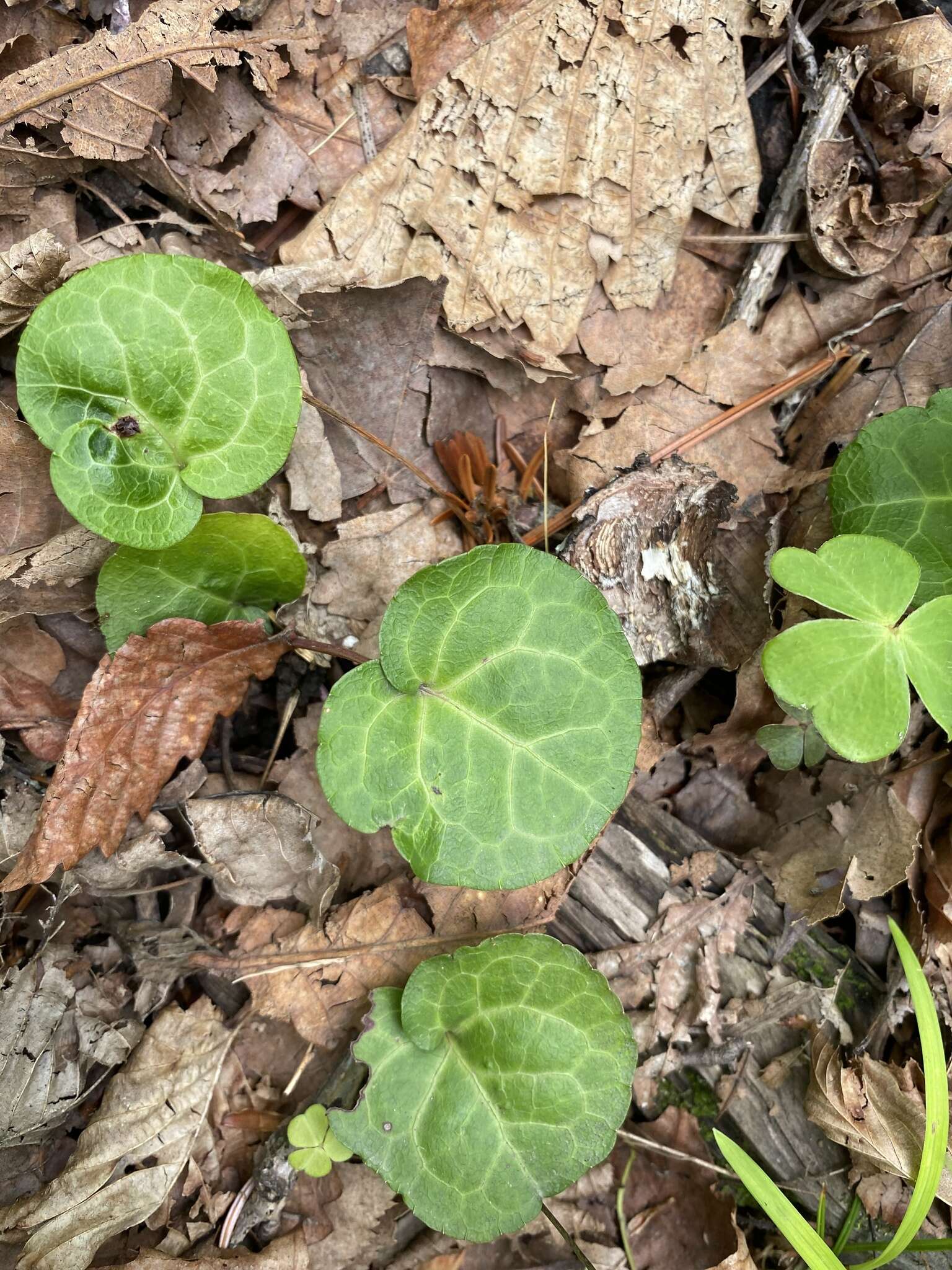 Image of Pyrola renifolia Maxim.