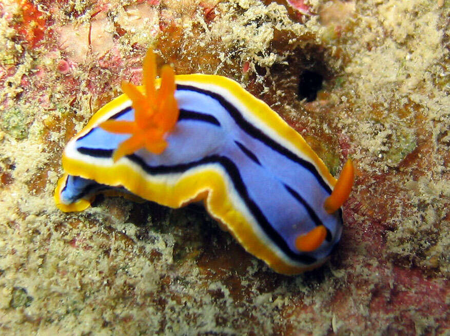 Image of Chromodoris elisabethina Bergh 1877