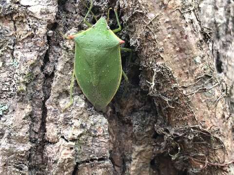 Imagem de Loxa flavicollis (Drury 1773)