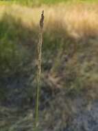 Image of Beckmannia eruciformis (L.) Host