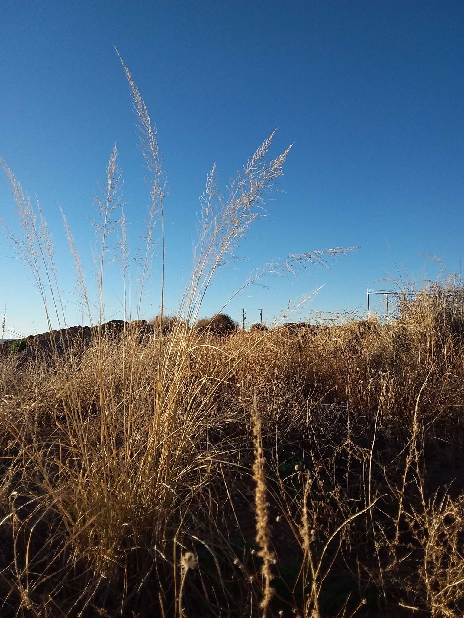 Слика од Sporobolus wrightii Scribn.