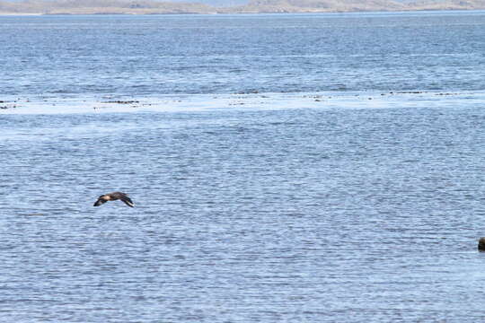 Image of Chilean Skua