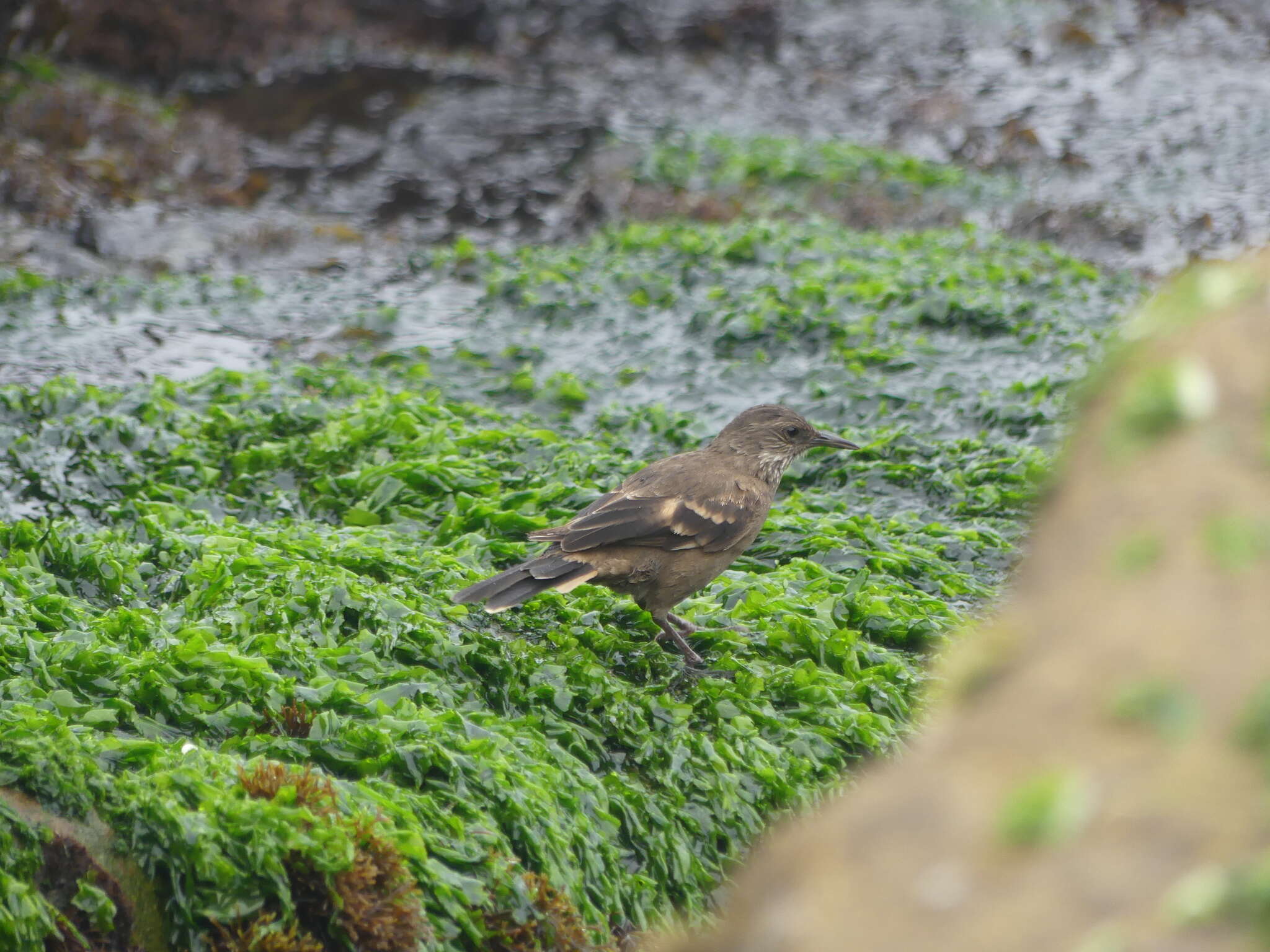 Image of Peruvian Seaside Cinclodes