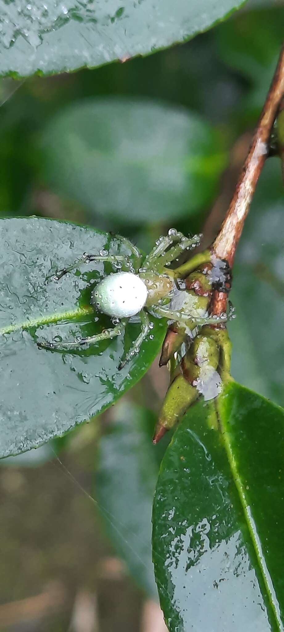 Image of Aoaraneus pentagrammicus