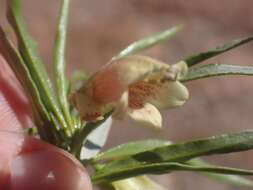 Image de Eremophila alatisepala R. J. Chinnock