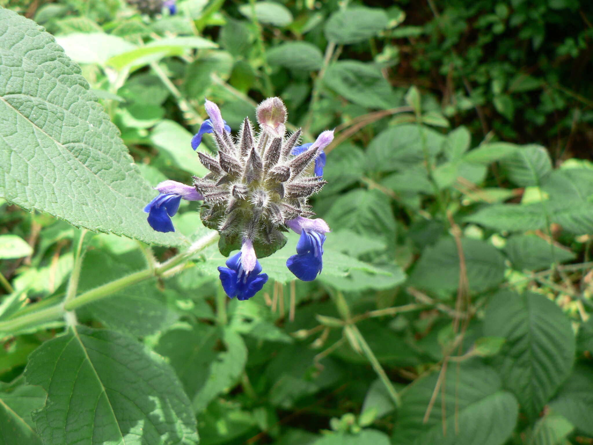 Salvia clinopodioides Kunth resmi