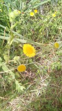 Image of common fleabane