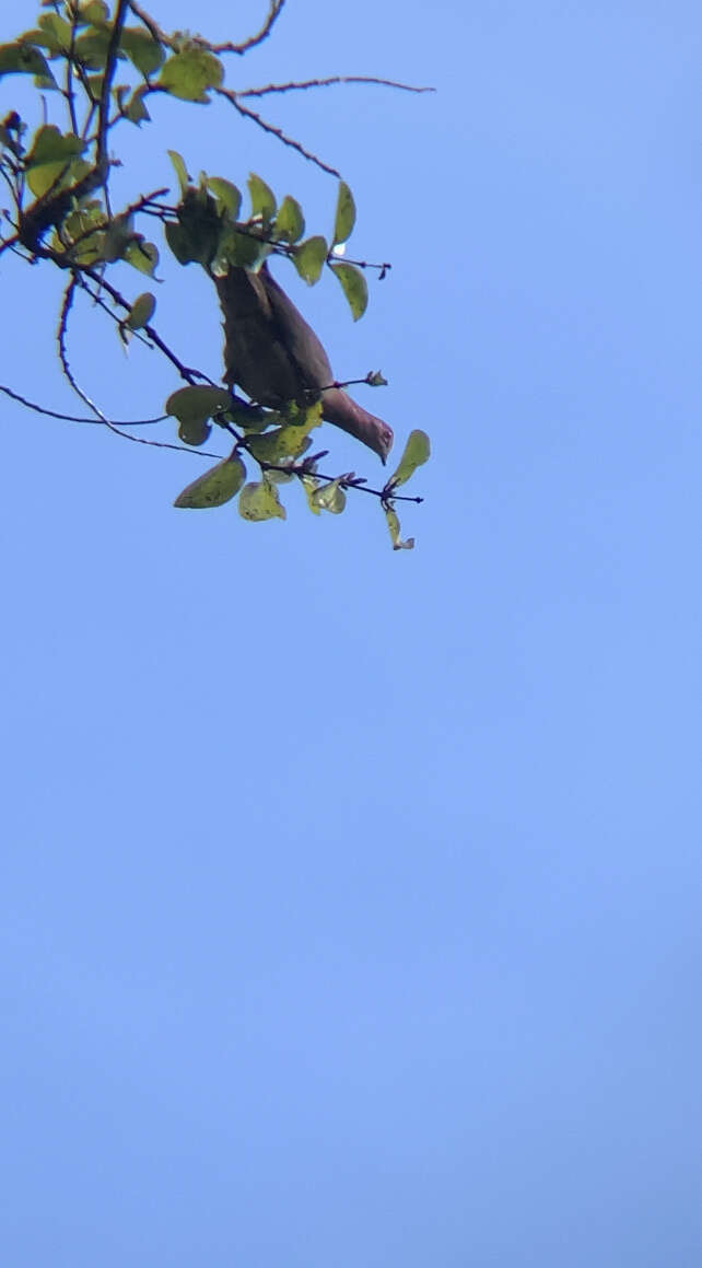 صورة Patagioenas nigrirostris (Sclater & PL 1860)