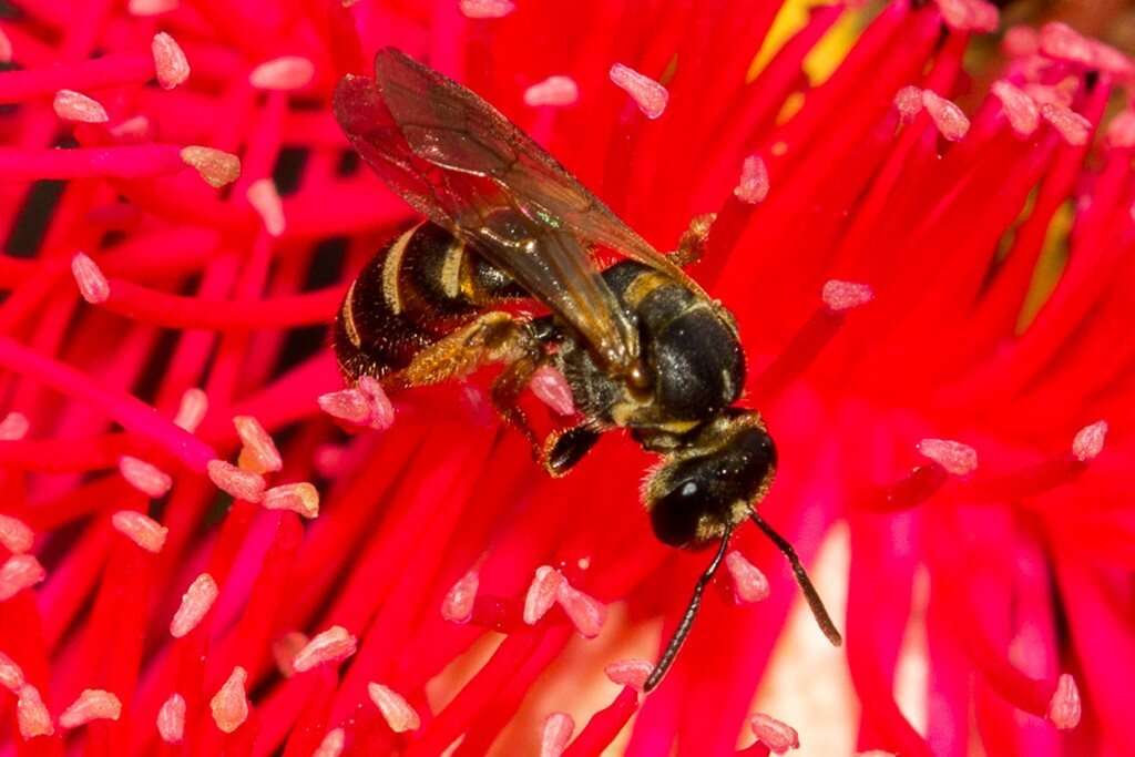 Image of Lasioglossum bicingulatum (Smith 1853)