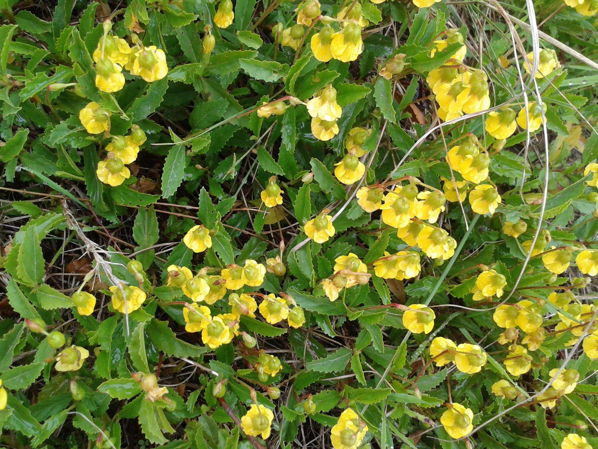 Image de Hermannia saccifera (Turcz.)