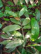 Image of Dracaena elliptica Thunb. & Dalm.