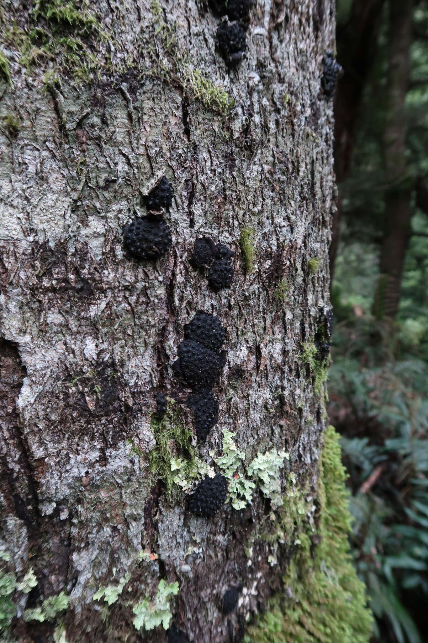 Annulohypoxylon hians (Berk. & Cooke) Y. M. Ju, J. D. Rogers & H. M. Hsieh 2005的圖片