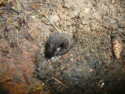 Image of ash-black slug