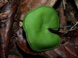 Image of Lindsaea reniformis Dryand.