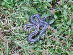 Image of Butler's Garter Snake