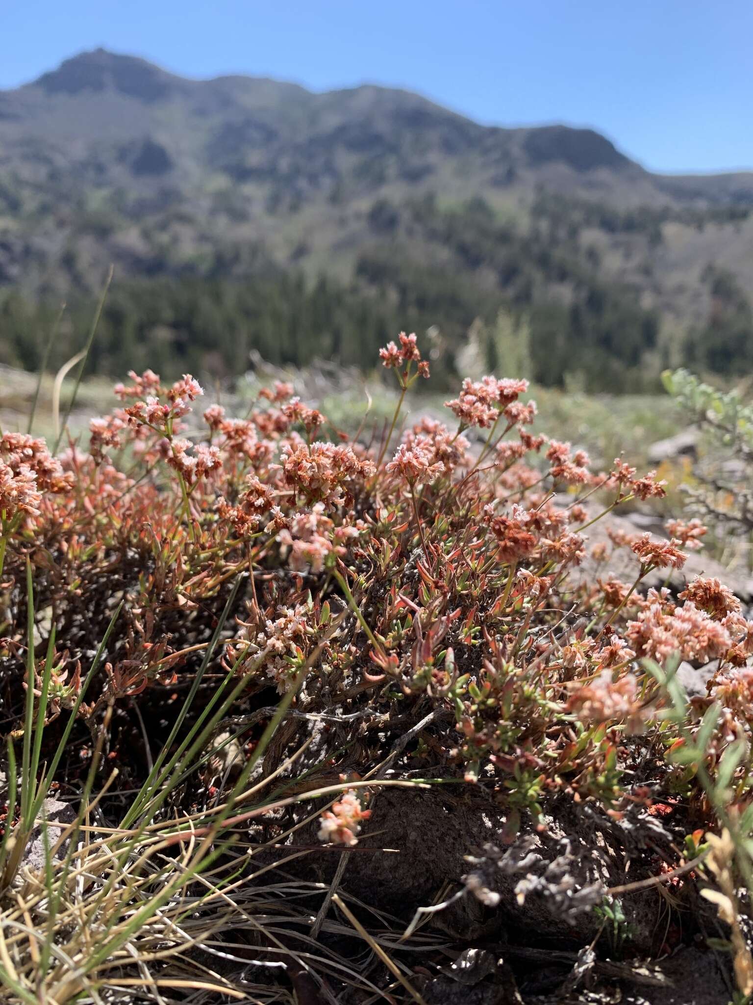 Image of Eriogonum microtheca var. alpinum Reveal