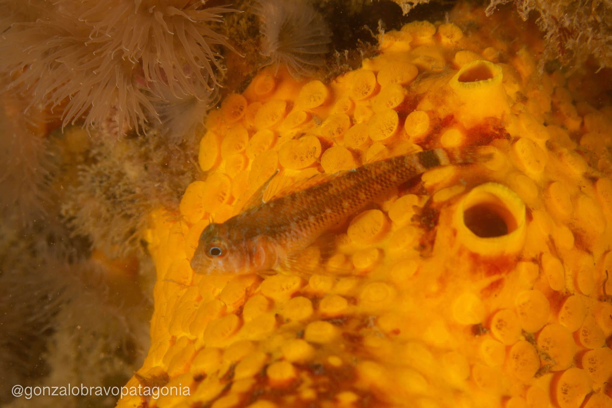 Image of Cunningham&#39;s triplefin