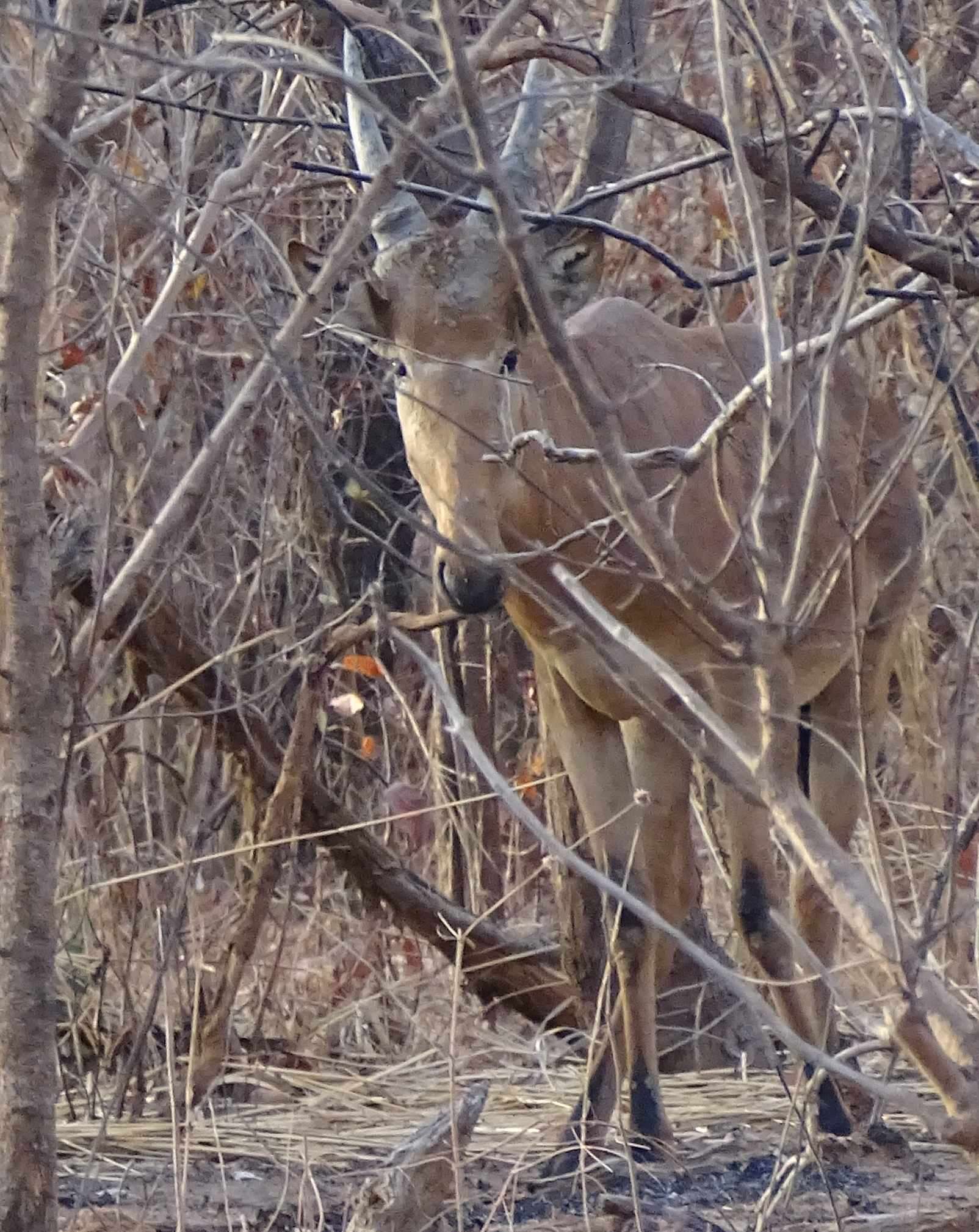 Image of Western Hartebeest