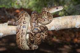 Image of Cuban Boa