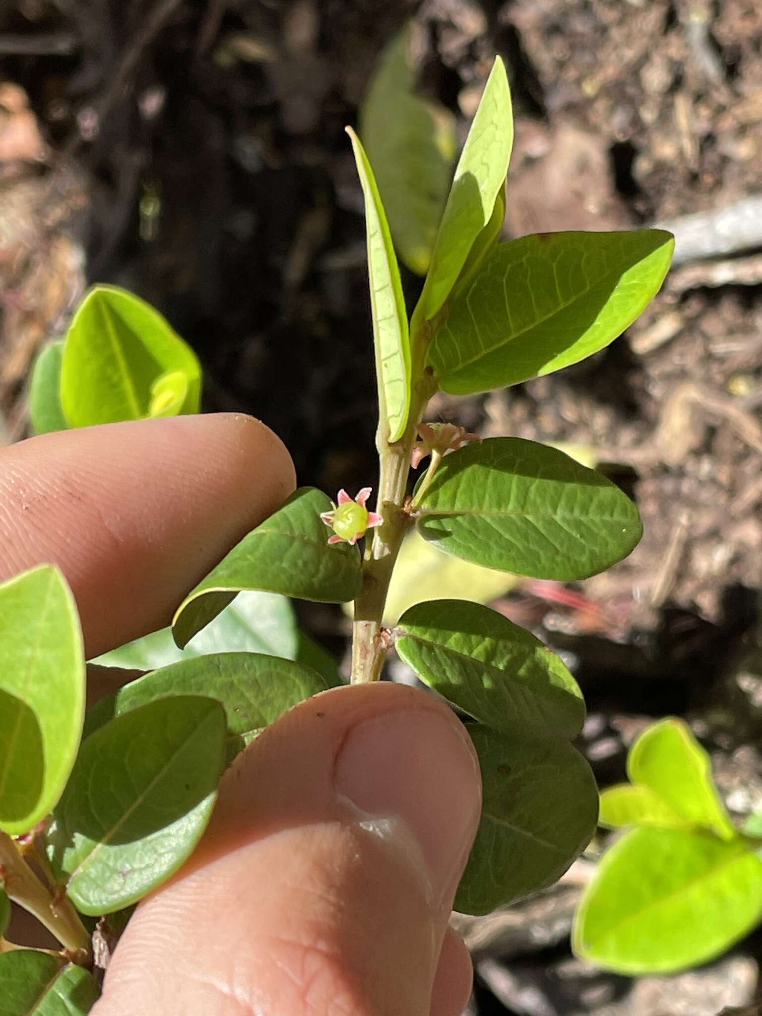 Image de Phyllanthus distichus Hook. & Arn.