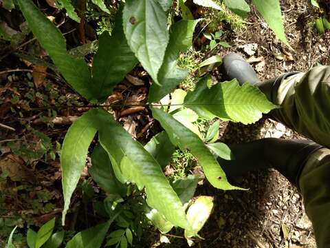 Image of Incised Halberd Fern