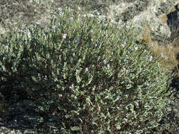 Image of Veronica pimeleoides subsp. faucicola (Kellow & Bayly) Garn.-Jones