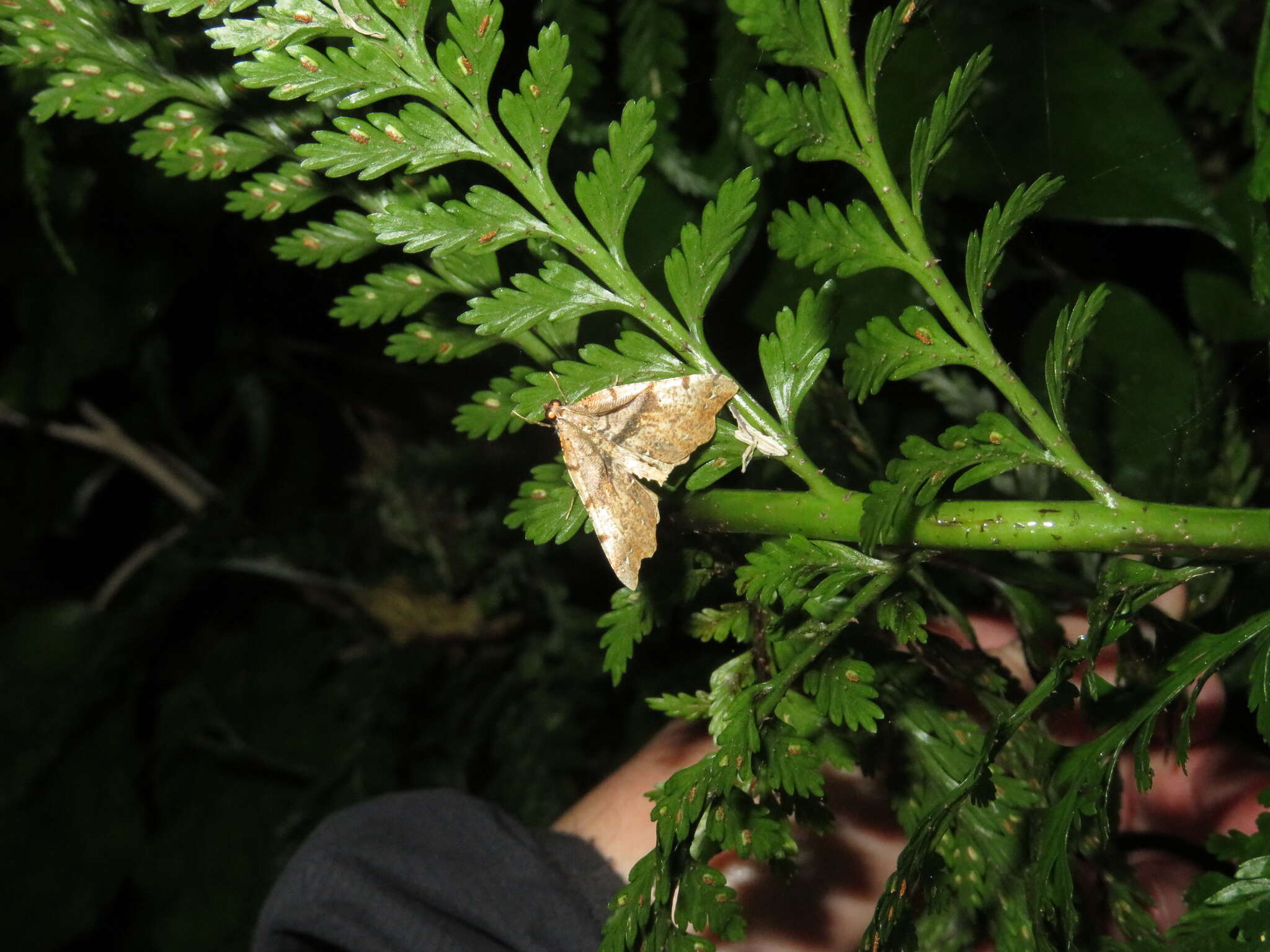 Image of brown fern moth