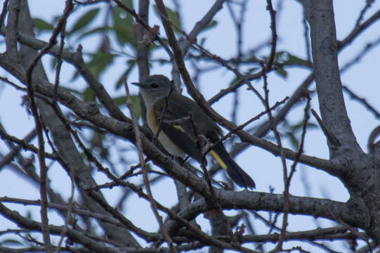 Imagem de Setophaga ruticilla (Linnaeus 1758)