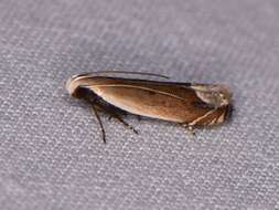 Image of Anacampsis paltodoriella Busck 1903