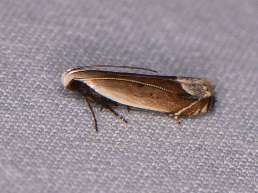 Image of Anacampsis paltodoriella Busck 1903