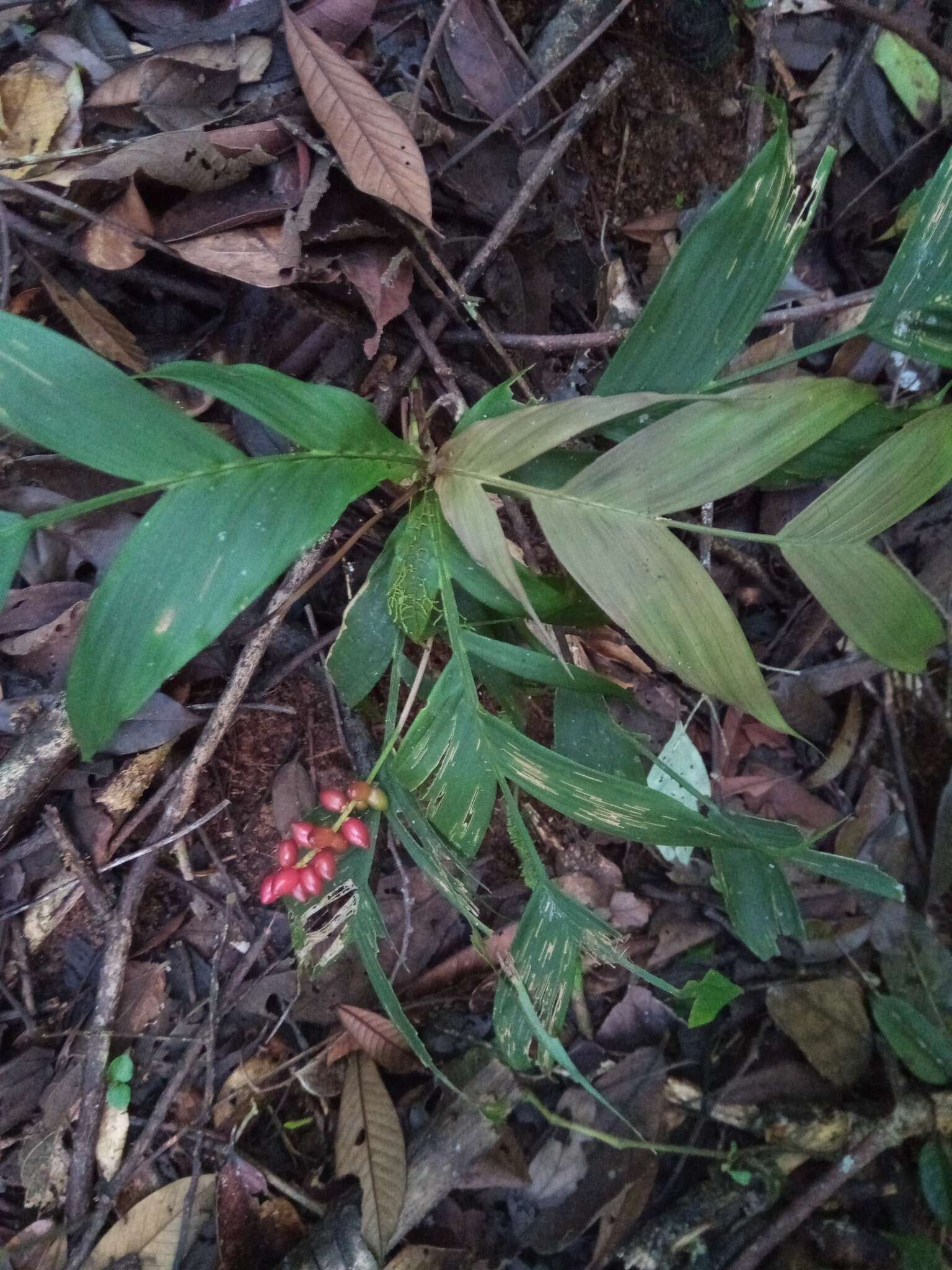 Image of Dypsis catatiana (Baill.) Beentje & J. Dransf.