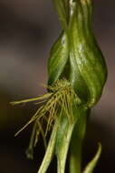 Pterostylis saxosa的圖片