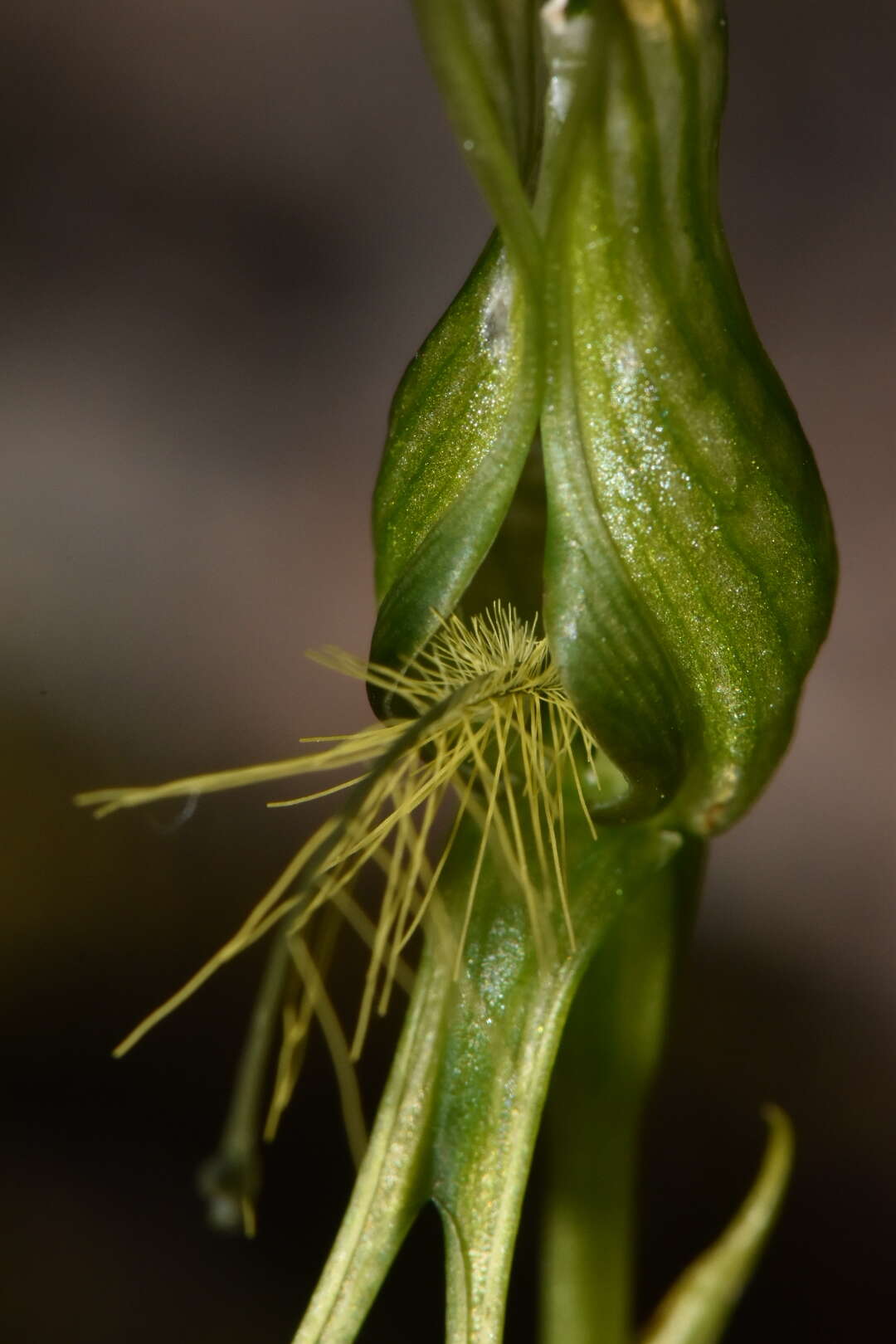 Pterostylis saxosa的圖片